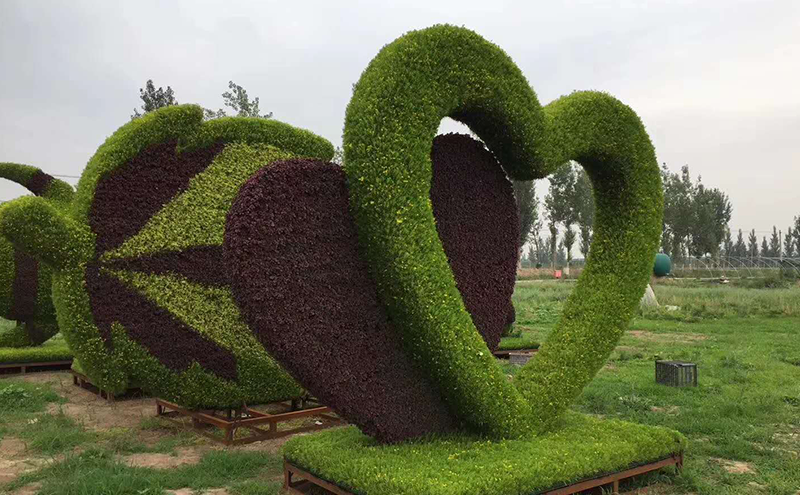 周口城市植物綠雕愛(ài)心造型現(xiàn)場(chǎng)實(shí)拍圖