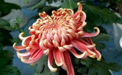 <b>2020年菊花種苗苗品種批發(fā)價格</b>