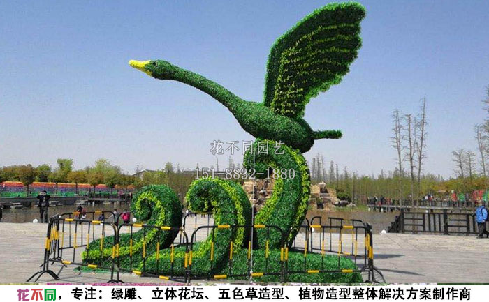 植物綠雕動(dòng)物造型-天鵝實(shí)拍圖