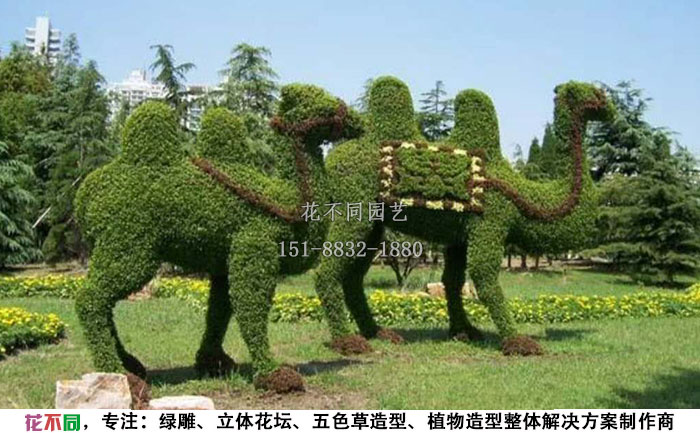 植物綠雕動(dòng)物造型-駱駝實(shí)拍圖