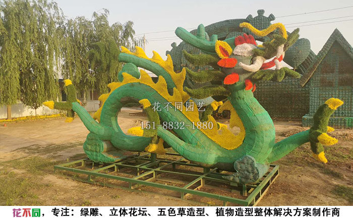 植物綠雕動(dòng)物造型骨架-盤龍現(xiàn)場實(shí)拍圖