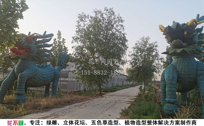 植物綠雕動(dòng)物造型骨架-麒麟現(xiàn)場實(shí)拍圖