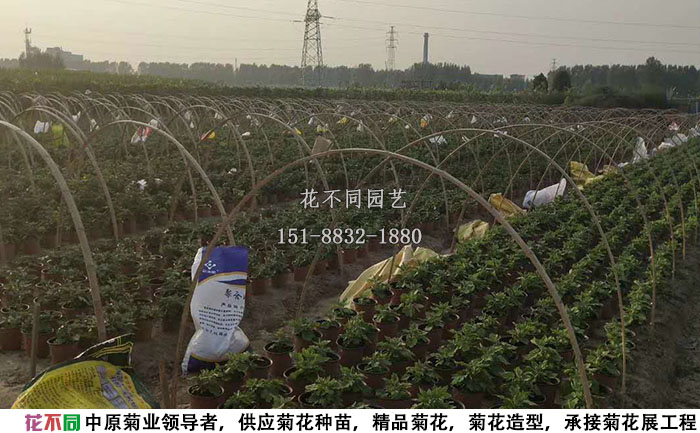 正在進(jìn)行短日照處理的菊花造型現(xiàn)場(chǎng)實(shí)拍圖