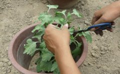 盆栽菊花打頭_打頂?shù)臅r間及意義