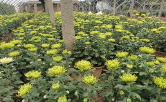 <b>開封菊花種植批發(fā)基地</b>