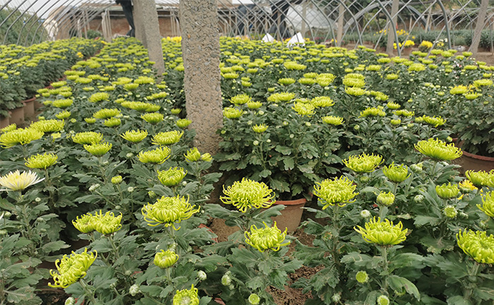開(kāi)封菊花種植批發(fā)基地實(shí)拍圖