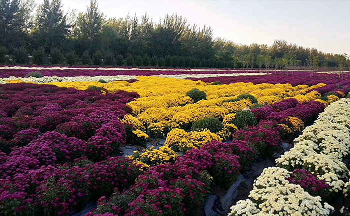 開(kāi)封菊花種植批發(fā)基地現(xiàn)場(chǎng)實(shí)拍圖