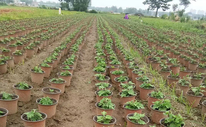 河南菊花種植基地現(xiàn)場(chǎng)實(shí)拍圖