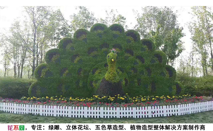 動(dòng)物景觀綠雕造型-孔雀現(xiàn)場(chǎng)實(shí)拍圖片
