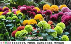 開封花不同園藝菊花基地：特色菊花品種大賞
