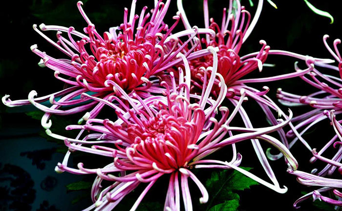 盆栽菊花品種瑤臺(tái)玉鳳