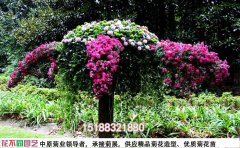 獨(dú)具匠心的菊花造型藝術(shù)