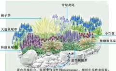 宿根花卉節(jié)水抗旱管理5大核心技術(shù)｜耐旱品種選
