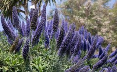 四季開(kāi)花草花品種｜2024年周年開(kāi)花技術(shù)與耐寒耐