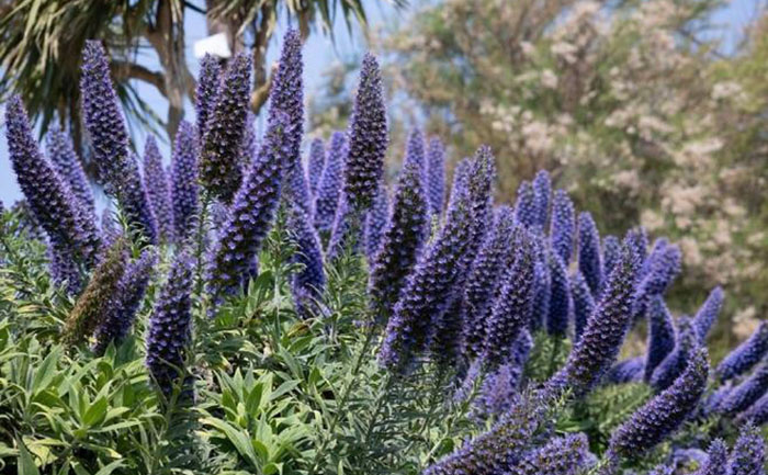 四季開花草花品種照片