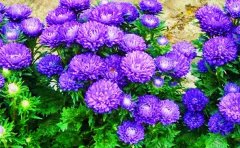 草花爆盆養(yǎng)護(hù)7大核心技巧｜從選盆到催花的科學(xué)