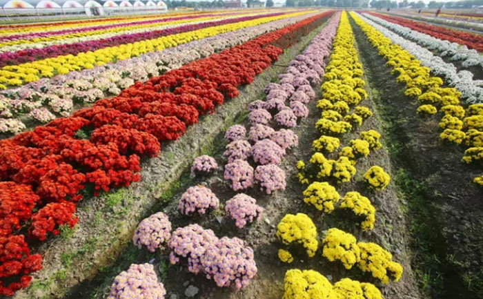 耐寒菊花花海品種