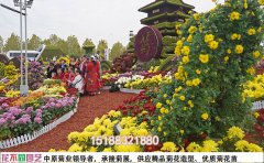 菊花花海專業(yè)維護指南-全年養(yǎng)護解決方案