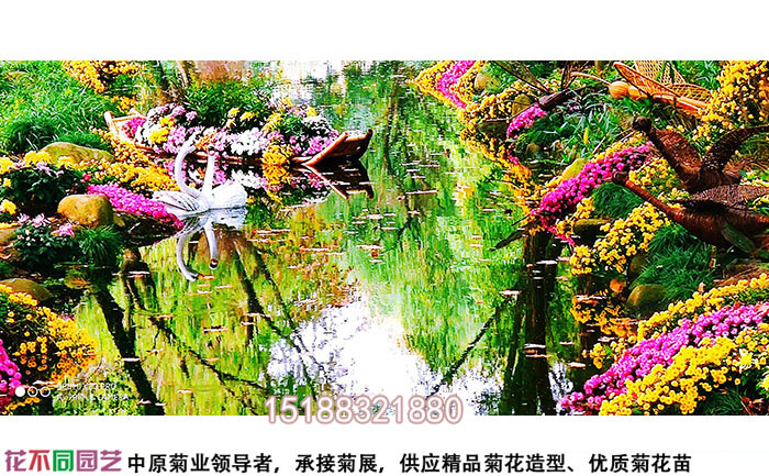 低成本菊花花海