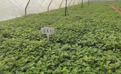 2024菊花花海種苗價格表-種苗批發(fā)指南