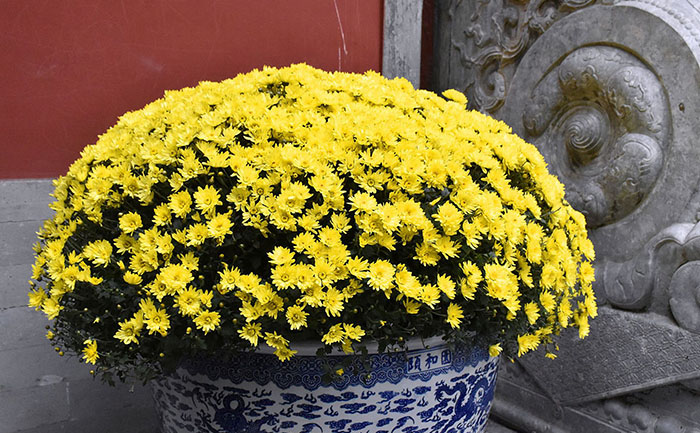 開花的盆栽國(guó)慶菊種苗