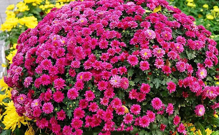 國(guó)慶菊扦插苗培育出來(lái)的菊花