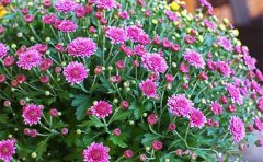 國慶菊與秋菊種苗區(qū)別對比