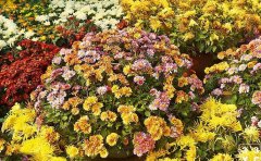 國慶菊種苗花期調(diào)控技術(shù)全解析
