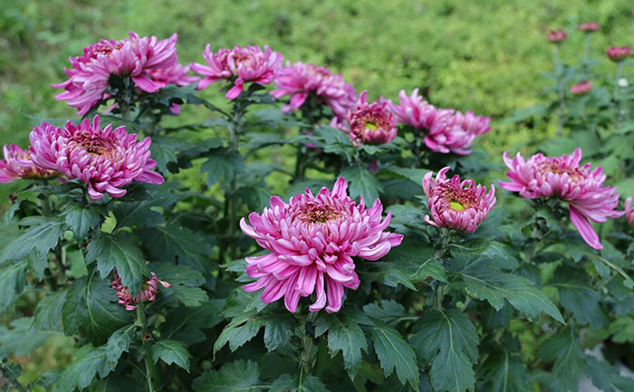 不同品種菊花苗對(duì)比展示
