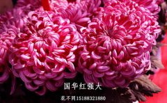 九月菊種苗扦插最佳時(shí)間與操作指南