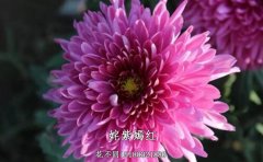 九月菊種苗批發(fā)基地推薦 - 專業(yè)種苗供應(yīng)商指南