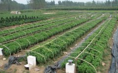 九月菊種苗開花期調(diào)控技巧