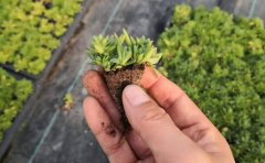 矮生五色草種苗價(jià)格_生產(chǎn)基地直供