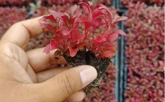 盆栽五色草種苗選購(gòu)指南｜家庭園藝品種推薦