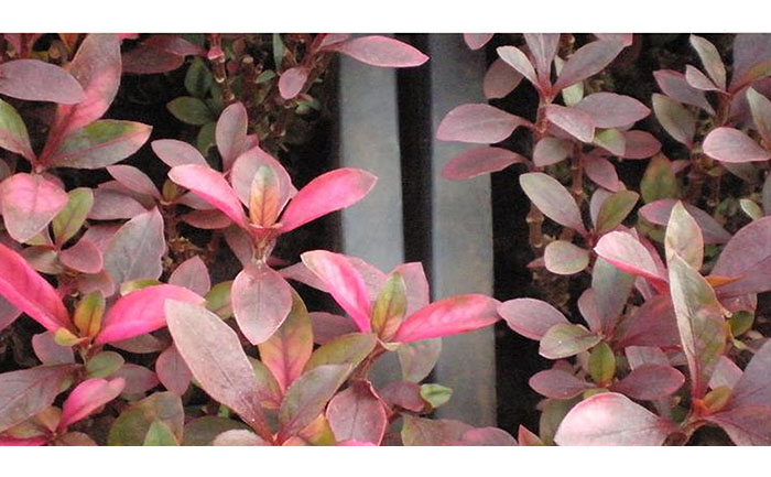 五色草種苗常見病害癥狀對(duì)比圖譜(花不同園藝獨(dú)家檢測(cè)標(biāo)準(zhǔn))