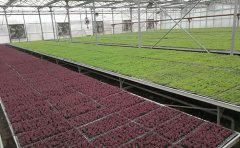 開封五色草種苗基地_大型生產(chǎn)基地直供