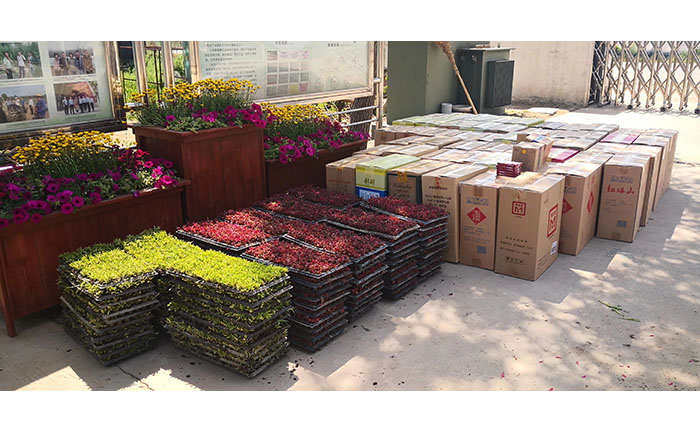 標準化質(zhì)檢流程 開封基地種苗分級包裝流程實拍