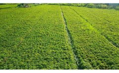 河南五色草種苗培育基地｜花不同園藝全國(guó)直銷