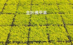 屋頂綠化金葉佛甲草批發(fā)｜耐旱耐寒屋頂綠化草