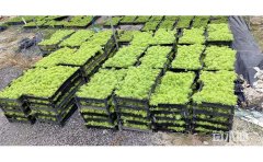庭院地被金葉佛甲草｜優(yōu)質(zhì)種源與立體種植方案