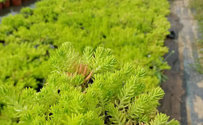 市政道路隔離帶佛甲草機械化種植現(xiàn)場實拍